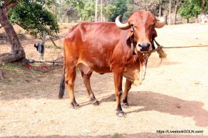 বাংলা ১ - ডিপ্লোমা-ইন-লাইভষ্টক | ১ম সিমেস্টার | সিলেবাস 4 Gyr cattle Cow বাংলা ১ - ডিপ্লোমা-ইন-লাইভষ্টক | ১ম সিমেস্টার | সিলেবাস