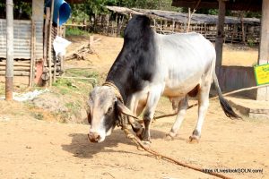 কোরবানির সুস্থ গরু চিনবেন কিভাবে? 5 Tharparkar bull কোরবানির সুস্থ গরু চিনবেন কিভাবে?