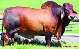 গরু Cow 12 পশু জবাই ও মাংসের মান নিয়ন্ত্রণ বিধিমালা ২০২১