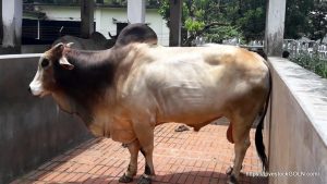 গরু Cow 13 পশু জবাই ও মাংসের মান নিয়ন্ত্রণ বিধিমালা ২০২১