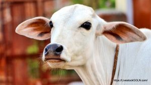 গরু Cow 17 পশু জবাই ও মাংসের মান নিয়ন্ত্রণ বিধিমালা ২০২১