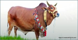 গরু Cow 21 পশু জবাই ও মাংসের মান নিয়ন্ত্রণ বিধিমালা ২০২১