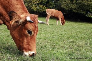 গরু Cow गाय 4 ব্যবহারের শর্তাবলী