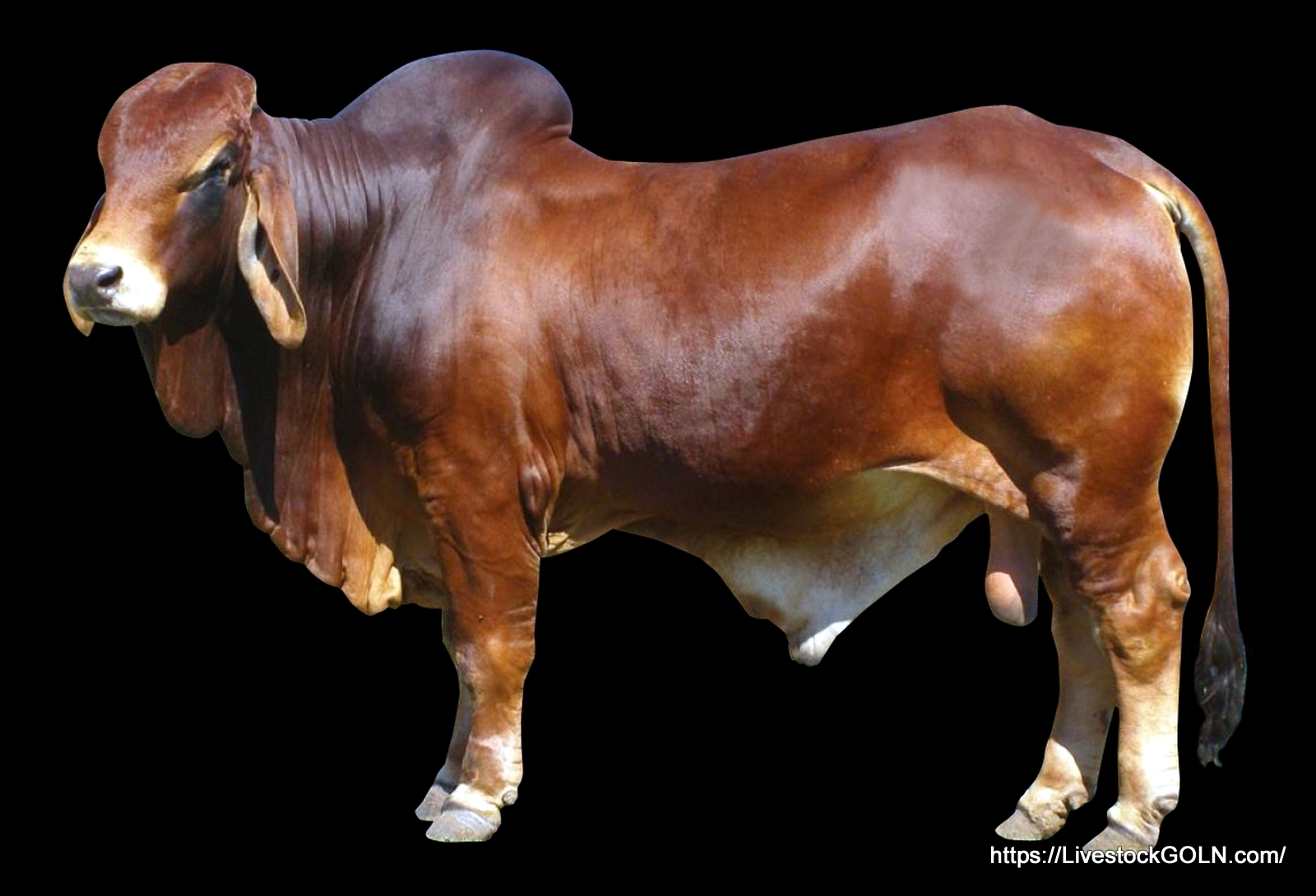গাভীর বাসস্থান ও পরিচর্যা