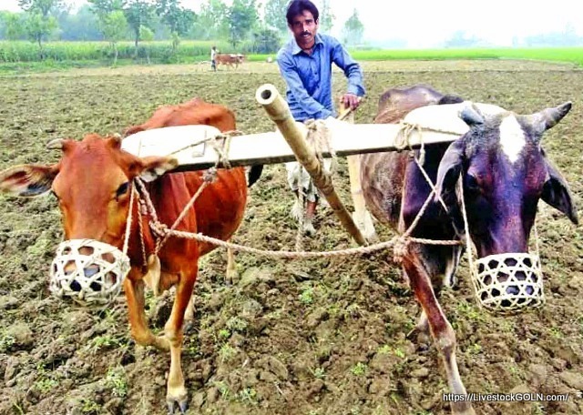 বৈদেশিক মুদ্রা অর্জনে পশুর গুরুত্ব