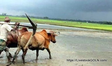  পশু দিয়ে নিজ হাতে হালচাষ করা