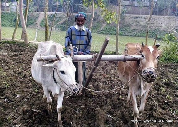 বৈদেশিক মুদ্রা অর্জনে পশুর গুরুত্ব