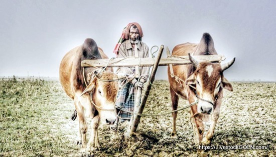 কৃষি কাজে পশুর গুরুত্ব 2 কৃষি কাজে পশুর গুরুত্ব