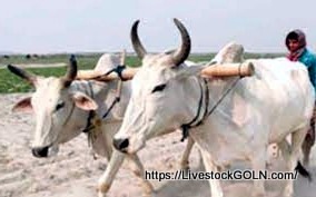 পশু দিয়ে নিজ হাতে হালচাষ করা