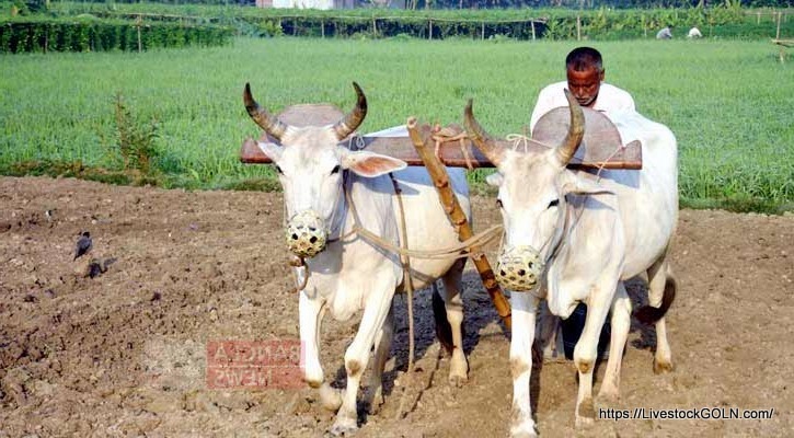 কৃষি কাজে পশুর গুরুত্ব 3 কৃষি কাজে পশুর গুরুত্ব