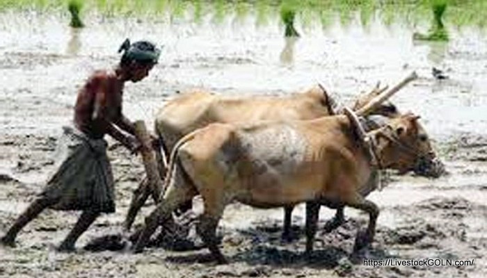 দারিদ্র দূরীকরণ ও আত্মকর্মসংস্থানে পশুর গুরুত্ব