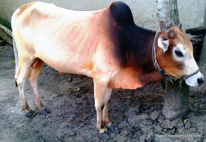 কোরবানির সুস্থ গরু চিনবেন কিভাবে? 3 বাংলাদেশের গরু কোরবানির সুস্থ গরু চিনবেন কিভাবে?