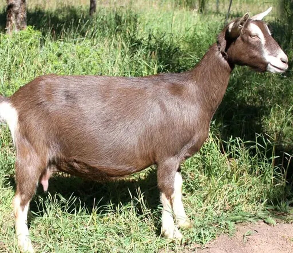 টোগেনবার্গ ছাগল