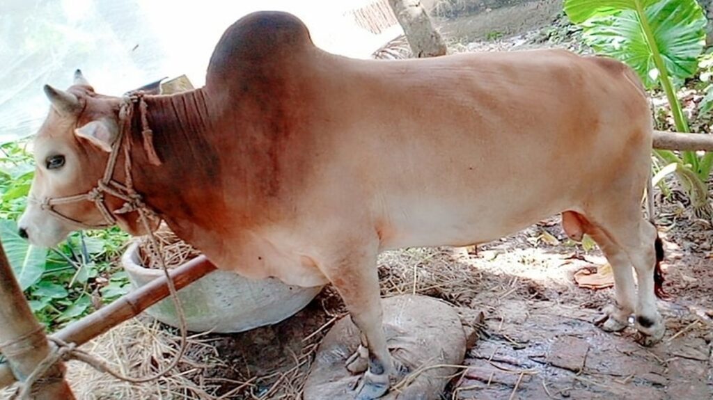 দেশী জাতের গরুর বৈশিষ্ট্য 3 দেশী জাতের গরু