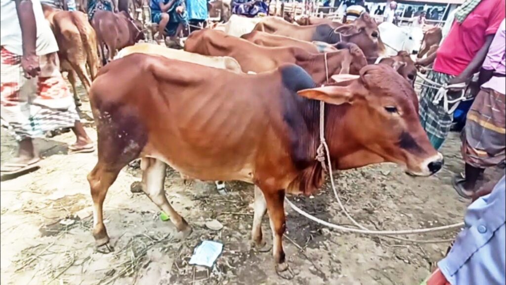 দেশী জাতের গরুর বৈশিষ্ট্য 4 দেশী জাতের গরু