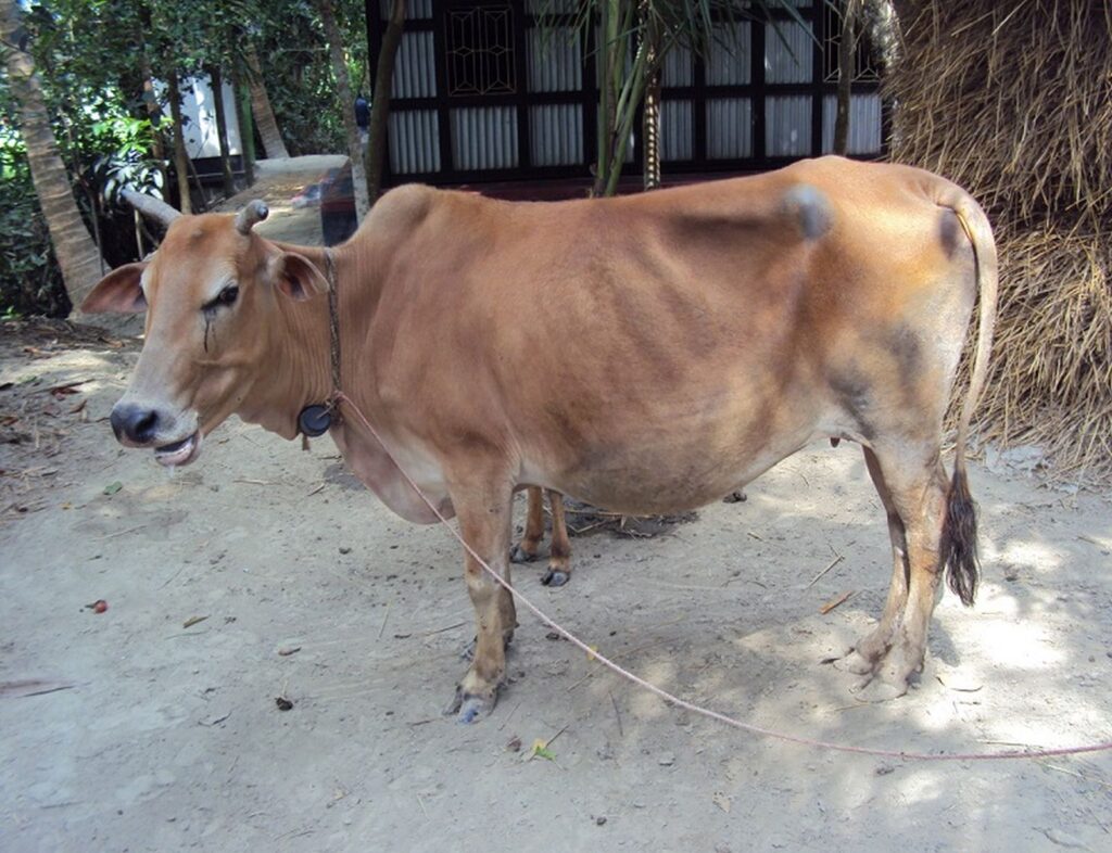 দেশী জাতের গরুর বৈশিষ্ট্য 5 দেশী জাতের গরু