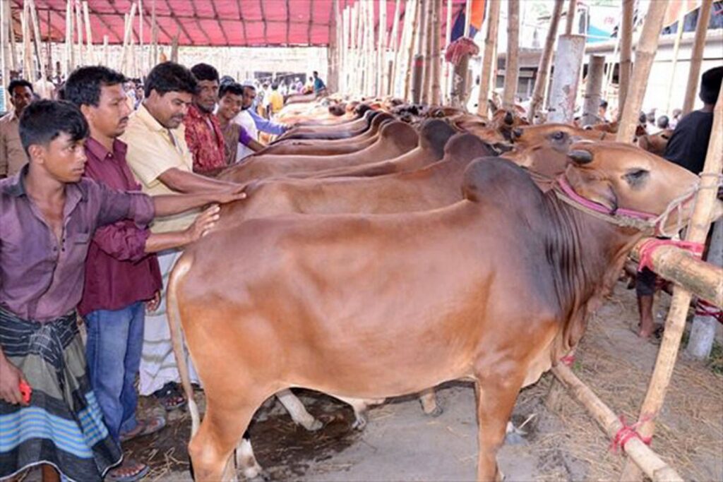 দেশী জাতের গরুর বৈশিষ্ট্য 2 দেশী জাতের গরু
