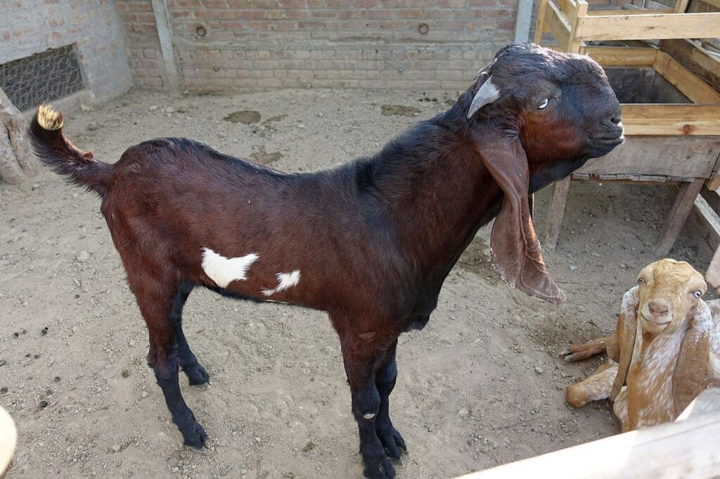 বিতাল ছাগল