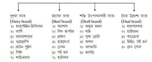 বিদেশী উন্নত জাতের গরুর বৈশিষ্ট্য