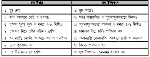 বিদেশী উন্নত জাতের গরুর বৈশিষ্ট্য