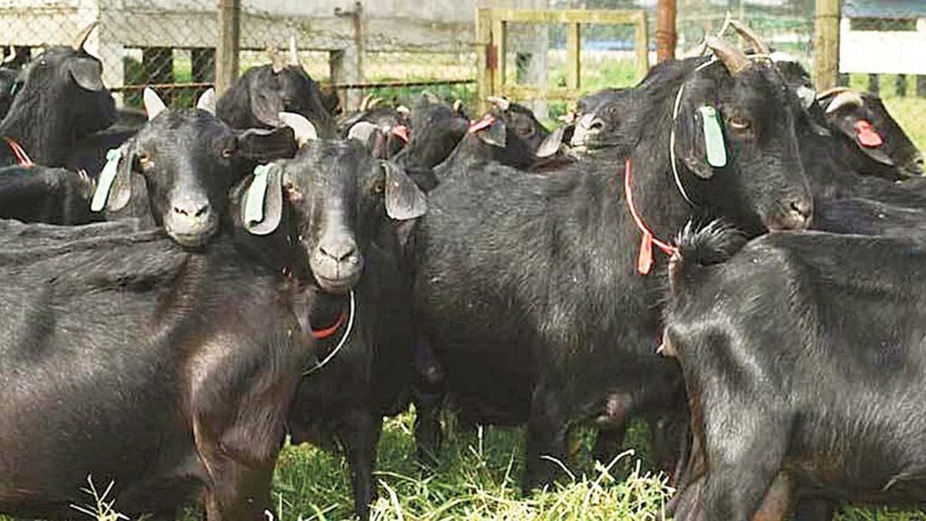 ব্ল্যাক বেঙ্গল ছাগল
