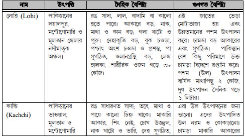 ভেড়ার জাত ও বৈশিষ্ট্য