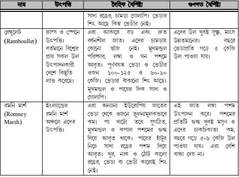 ভেড়ার জাত ও বৈশিষ্ট্য