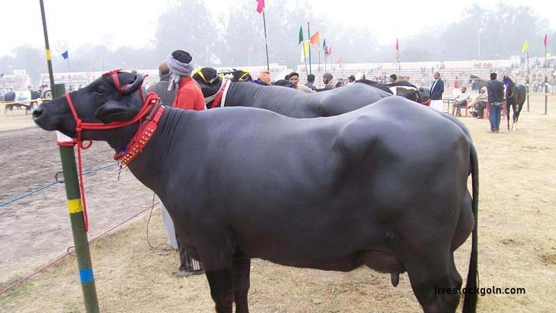 মহিষ ও ভেড়া পালন 2 মহিষ ও ভেড়া পালন