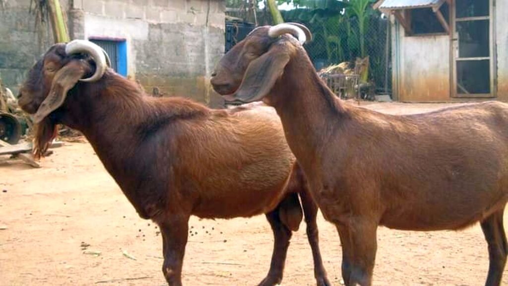 মারাডি ছাগল