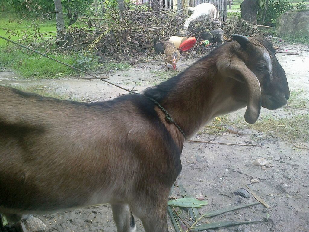 যমুনাপারি ছাগল