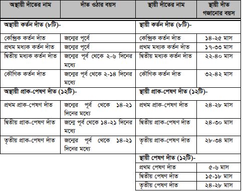 দাঁত দেখে গরুমহিষের বয়স নির্ণয় করা 3 দাঁত দেখে গরুমহিষের বয়স নির্ণয় করা