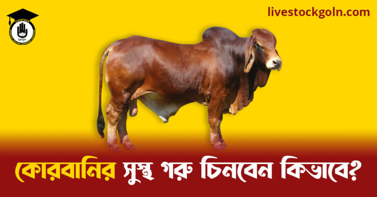 কোরবানির সুস্থ গরু চিনবেন কিভাবে কোরবানির সুস্থ গরু চিনবেন কিভাবে?