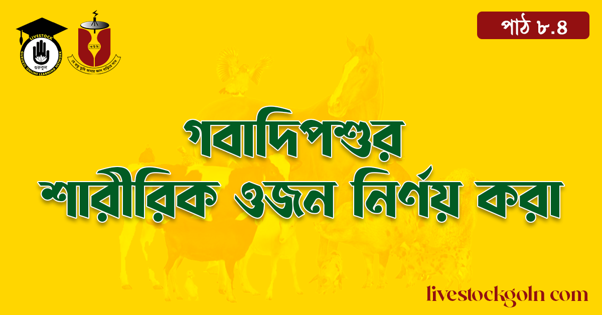 গবাদিপশুর শারীরিক ওজন নির্ণয় করা 1 গবাদিপশুর শারীরিক ওজন নির্ণয় করা