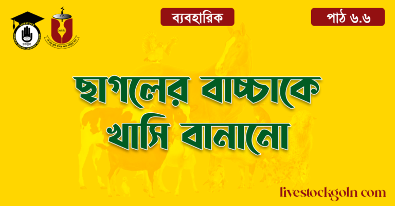 ছাগলের বাচ্চাকে খাসি বানানো