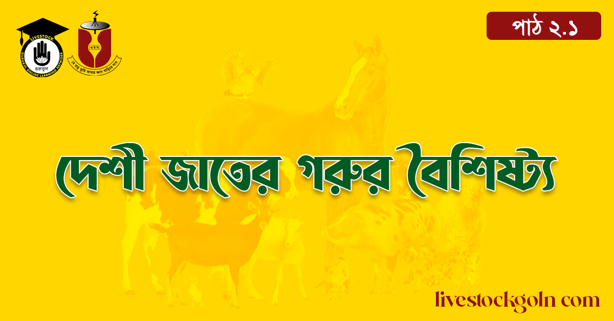 দেশী জাতের গরুর বৈশিষ্ট্য 1 দেশী জাতের গরুর বৈশিষ্ট্য