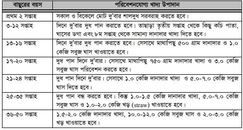 বাছুরের খাদ্য