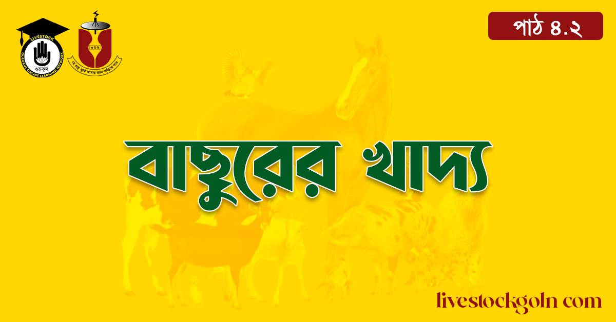 বাছুরের খাদ্য