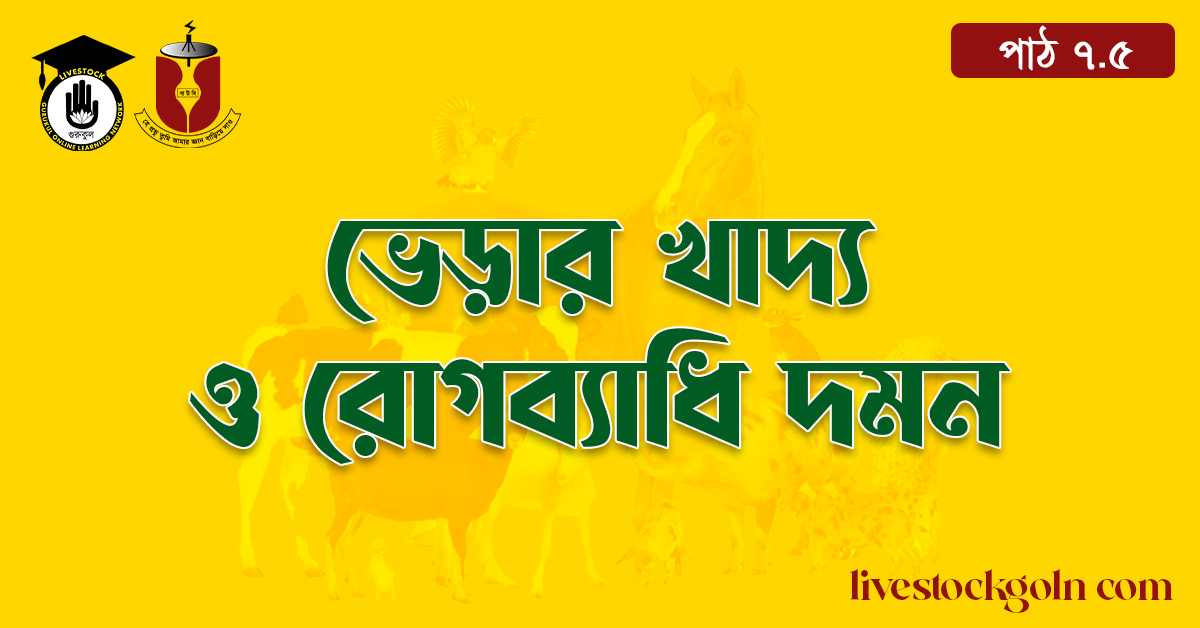 ভেড়ার খাদ্য ও রোগব্যাধি দমন
