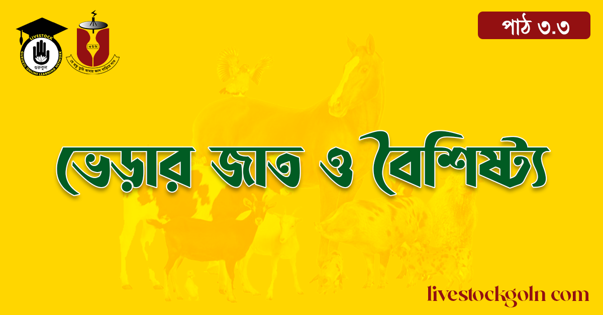 ভেড়ার জাত ও বৈশিষ্ট্য