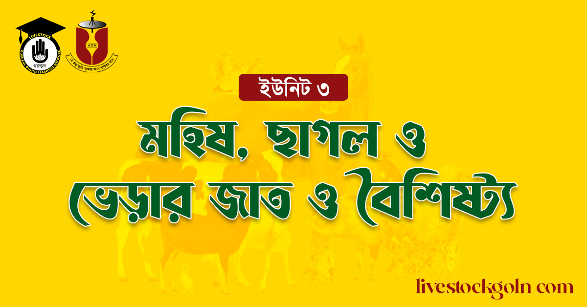 মহিষ, ছাগল ও ভেড়ার জাত ও বৈশিষ্ট্য 1 মহিষ, ছাগল ও ভেড়ার জাত ও বৈশিষ্ট্য