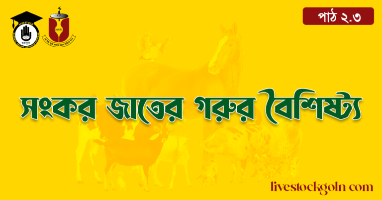 সংকর জাতের গরুর বৈশিষ্ট্য