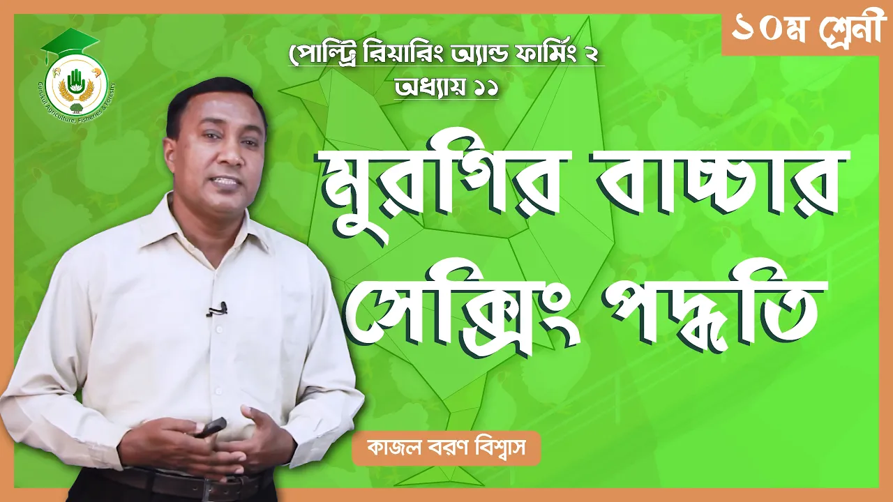 মুরগির বাচ্চার সেক্সিং মুরগির বাচ্চার সেক্সিং | পোল্ট্রি রিয়ারিং অ্যান্ড ফার্মিং