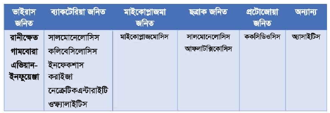 ব্রয়লার মুরগির সংক্রামক রোগ | পোল্ট্রি রিয়ারিং অ্যান্ড ফার্মিং ১ 2 ব্রয়লার মুরগির সংক্রামক রোগ