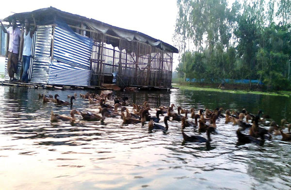 হাঁসের খামার স্থাপন | পোল্ট্রি রিয়ারিং অ্যান্ড ফার্মিং 3 হাঁসের খামার স্থাপন