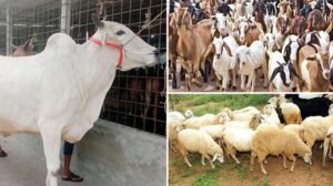 পশু স্বাস্থ্য: পশুদের কাছে স্বাস্থ্য পরিচর্যার গুরুত্ব