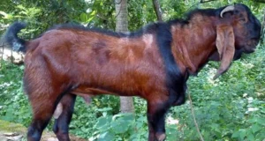 ছাগলের উন্নত জাত 2 ছাগলের উন্নত জাত