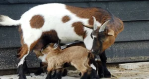 ছাগলের উন্নত জাত 4 ছাগলের উন্নত জাত