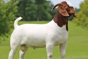 ছাগলের উন্নত জাত 3 ছাগলের উন্নত জাত
