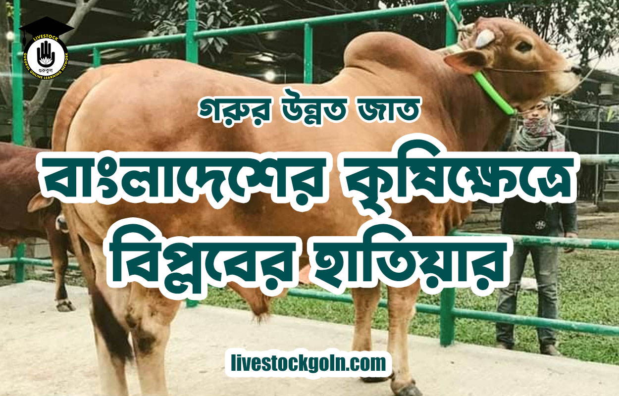 গরুর উন্নত জাত: বাংলাদেশের কৃষিক্ষেত্রে বিপ্লবের হাতিয়ার