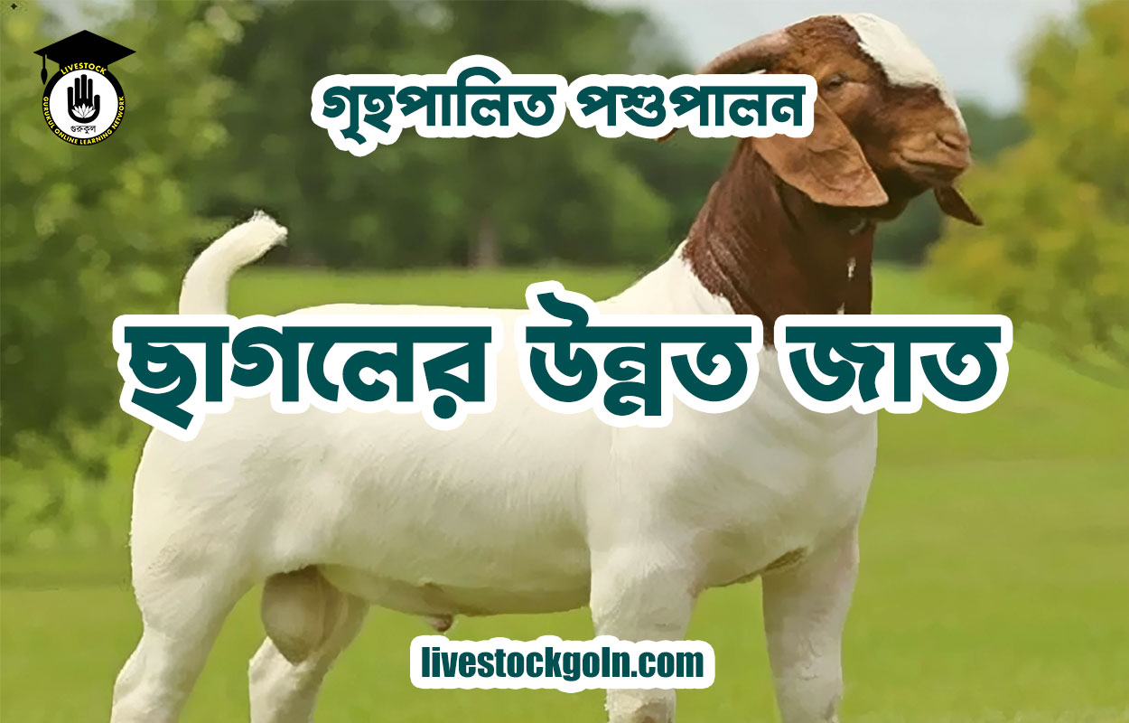 ছাগলের উন্নত জাত 1 ছাগলের উন্নত জাত